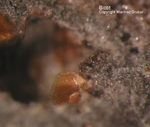 Eifel Mineralien Nickenicher Sattel Biotit