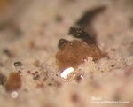 Eifel Mineralien Nickenicher Sattel Biotit