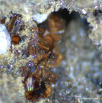 Eifel Mineralien Nickenicher Sattel Biotit