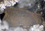 Eifel Mineralien Nickenicher Sattel Biotit