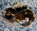 Eifel Mineralien Nickenicher Sattel Biotit