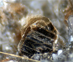 Eifel Mineralien Nickenicher Sattel Biotit