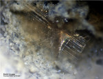 Eifel Mineralien Nickenicher Sattel Biotit