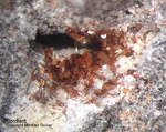 Eifel Mineralien Nickenicher Sattel Cordierit