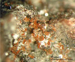 Eifel Mineralien Nickenicher Sattel Cordierit