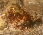 Eifel Mineralien Nickenicher Sattel Cordierit