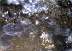 Eifel Mineralien Nickenicher Sattel Cordierit