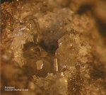 Eifel Mineralien Nickenicher Sattel Forsterit
