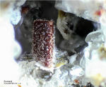 Eifel Mineralien Nickenicher Sattel Forsterit