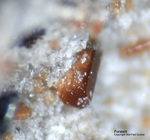 Eifel Mineralien Nickenicher Sattel Forsterit