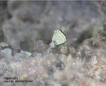 Eifel Mineralien Nickenicher Sattel Haematit