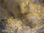 Eifel Mineralien Nickenicher Sattel Haematit