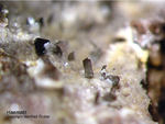Eifel Mineralien Nickenicher Sattel Haematit