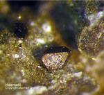Eifel Mineralien Nickenicher Sattel Haematit