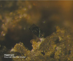 Eifel Mineralien Nickenicher Sattel Haematit