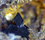 Eifel Mineralien Nickenicher Sattel Haematit