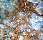 Eifel Mineralien Nickenicher Sattel Kaersutit