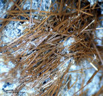 Eifel Mineralien Nickenicher Sattel Kaersutit
