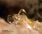 Eifel Mineralien Nickenicher Sattel Roedderit