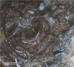 Eifel Mineralien Nickenicher Sattel Roedderit