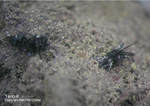 Eifel Mineralien Nickenicher Sattel Tenorit