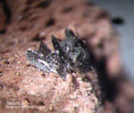 Eifel Mineralien Nickenicher Sattel Tenorit