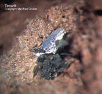 Eifel Mineralien Nickenicher Sattel Tenorit