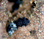 Eifel Mineralien Nickenicher Sattel Tenorit