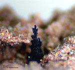 Eifel Mineralien Nickenicher Sattel Tenorit