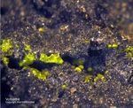 Eifel Mineralien Nickenicher Sattel Volborthit