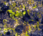 Eifel Mineralien Nickenicher Sattel Volborthit