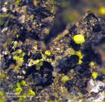 Eifel Mineralien Nickenicher Sattel Volborthit
