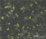Eifel Mineralien Nickenicher Sattel Volborthit