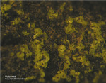Eifel Mineralien Nickenicher Sattel Volborthit