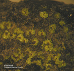 Eifel Mineralien Nickenicher Sattel Volborthit