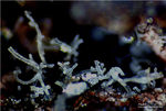 Eifel Mineralien Rothenberg Fluorit