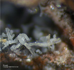 Eifel Mineralien Rothenberg Fluorit