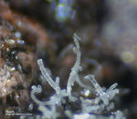 Eifel Mineralien Rothenberg Fluorit