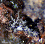 Eifel Mineralien Rothenberg Fluorit