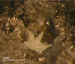 Eifel Mineralien Rothenberg Calcit