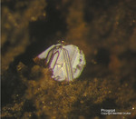 Eifel Mineralien Rothenberg Phlogopit