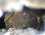 Eifel Mineralien Rothenberg Phlogopit