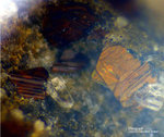 Eifel Mineralien Rothenberg Phlogopit
