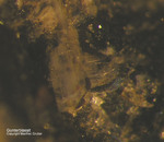 Mineralien Eifel Rother Kopf Guenterblassit