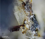 Mineralien Eifel Rother Kopf Guenterblassit