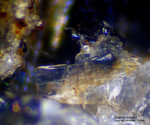 Mineralien Eifel Rother Kopf Guenterblassit