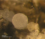 Eifel Mineralien Rother Kopf Phillipsit