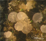 Eifel Mineralien Rother Kopf Phillipsit