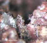 Eifel Mineralien Bellerberg Mullit lila