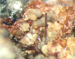 Eifel Mineralien Bellerberg Mullit lila